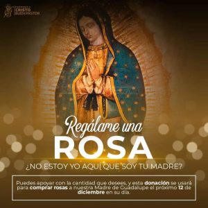 REGALA UNA ROSA A LA VIRGEN ESTE 12 DE DICIEMBRE